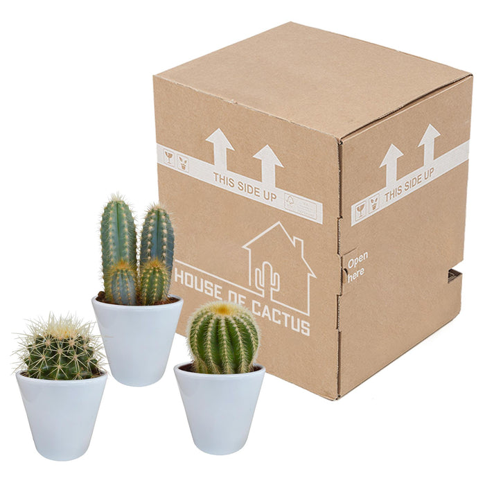 cactus-mix-8-5-cm-3x-in-witte-pot