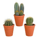 cactus-mix-8-5-cm-3x-in-terracotta-pot