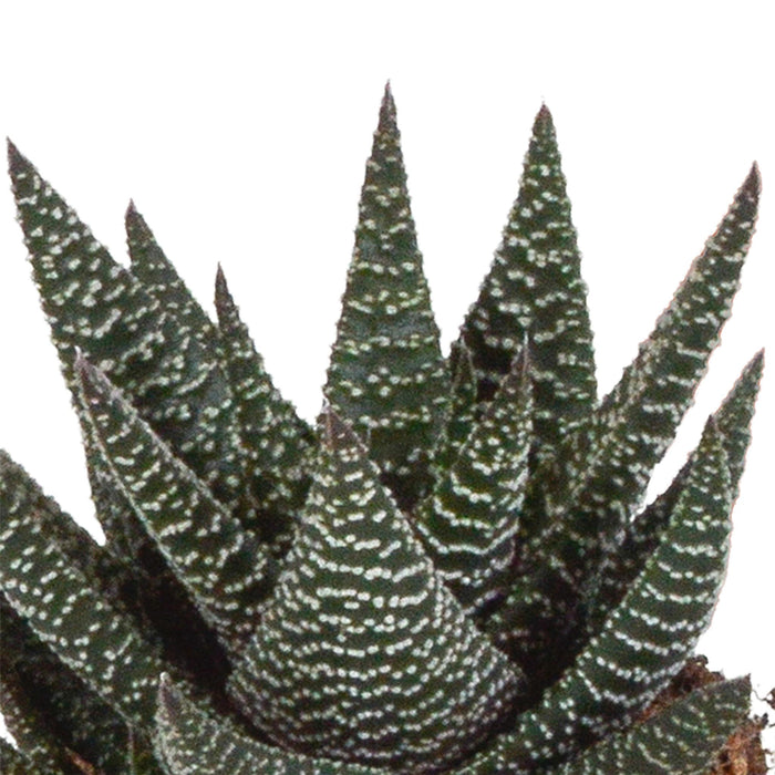 gasteria-haworthia-mix-8-5cm-3x-zonder-pot