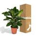 calathea-zebrina-pauwenplant-80cm-o19