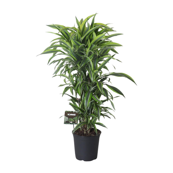 dracaena-fragrans-lemon-lime-vertakt-o27cm-↕120cm