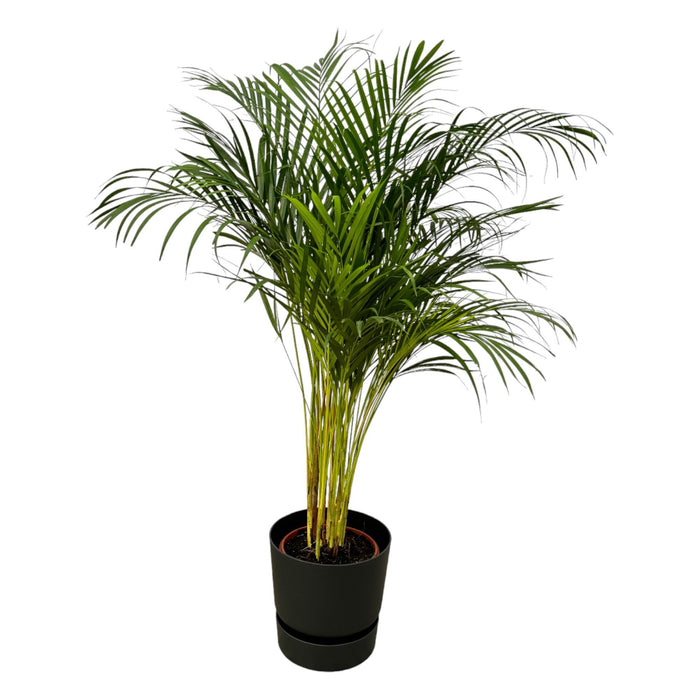 areca-palm-130cm-o24cm-inclusief-elho-greenville-round-zwart-d30xh28