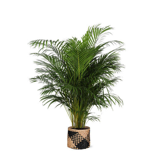 dypsis-lutescens-areca-palm-o27cm-↕160cm-in-albury-black-print-mand