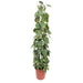 philodendron-scandens-brasil-gaasrek-160-cm-o27