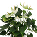 anthurium-andreanum-namora-incl-pure-mand-45cm-o12