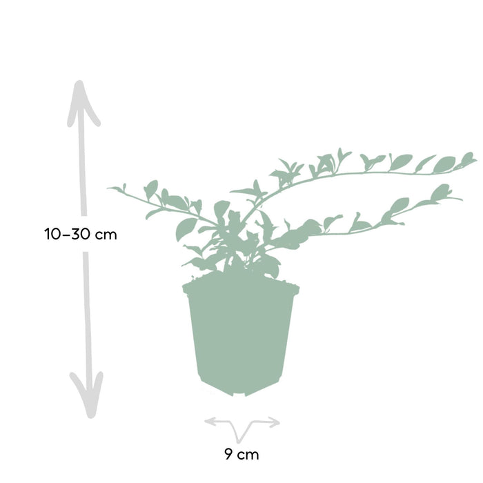 6x-cotoneaster-dammeri-↕10-25cm-o9cm