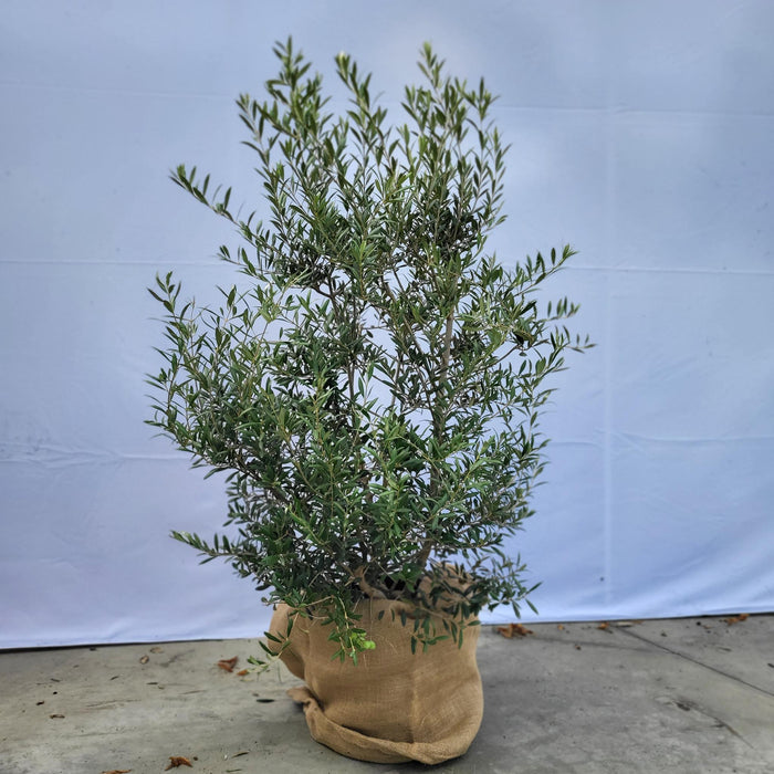 olea-europaea-bush-25-liter-olijf-struik