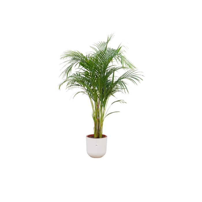 combi-deal-areca-palm-inclusief-elho-jazz-round-wit-o26-140-cm