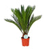 cycas-revoluta-o17cm-↕70cm