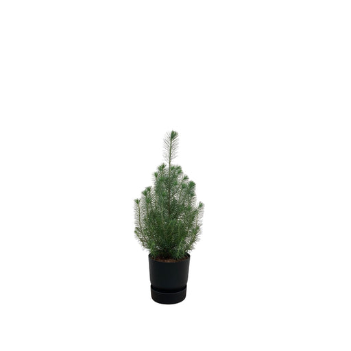 combi-deal-pinus-pinea-inclusief-elho-greenville-round-zwart-o18-50-cm