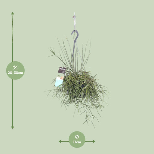 rhipsalis-pilocarpa-o17cm-↕30cm