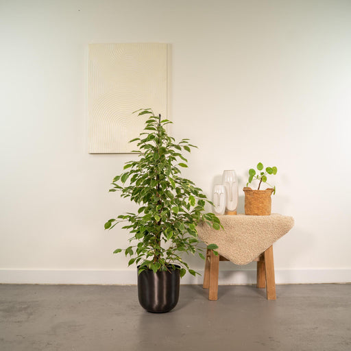 ficus-benjamina-goldenking-95cm-o21cm-pot-mayk-lead