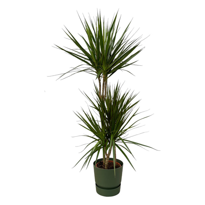 dracaena-marginata-120cm-o21cm-inclusief-elho-greenville-round-groen-d24xh23