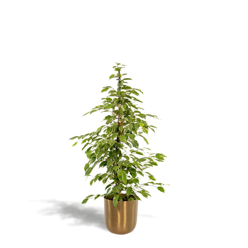 ficus-benjamina-goldenking-95cm-o21cm-pot-mayk-gold