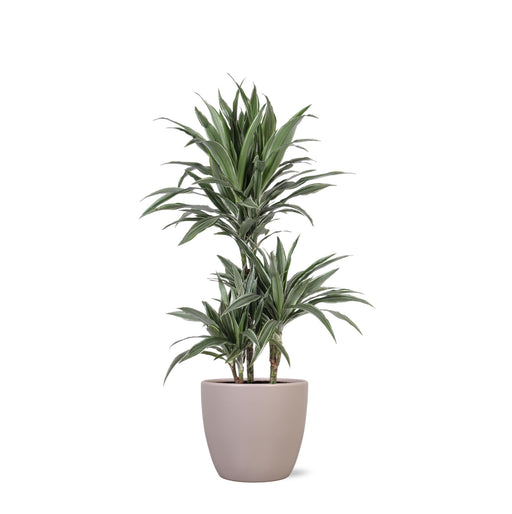 dracaena-warneckii-o21cm-↕65cm-in-boule-taupe-pot