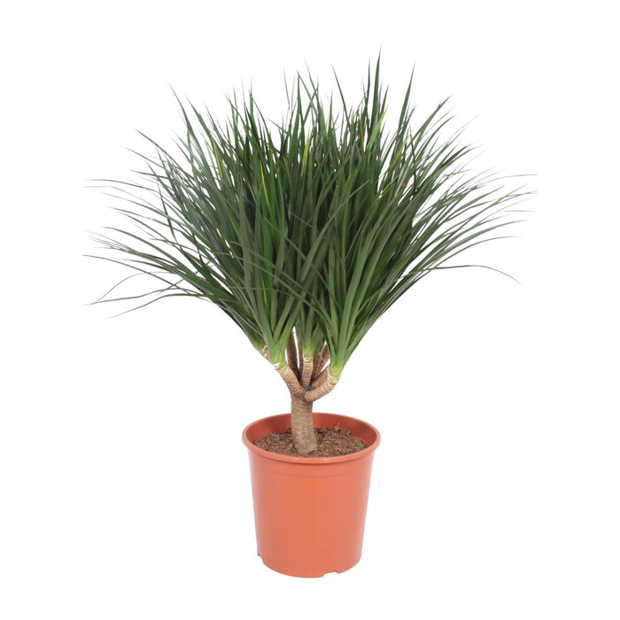 dracaena-draco-o30cm-↕110cm