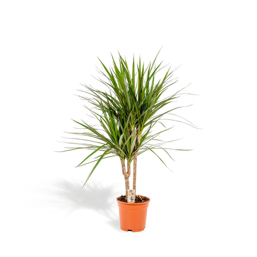 dracaena-marginata-o17cm-↕90cm