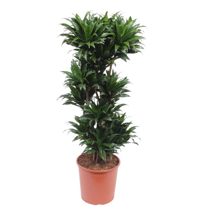 dracaena-compacta-140-cm-o30