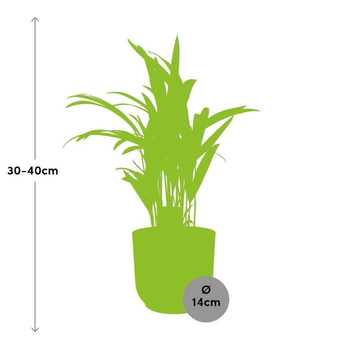 dypsis-lutescens-areca-12cm-in-elho-vibes-fold-14cm-roze