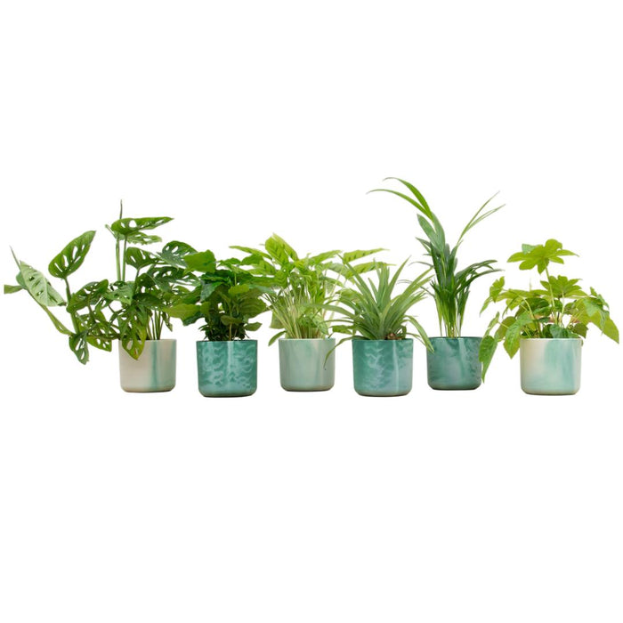 verrassingsbox-6-planten-inclusief-elho-ocean-round-pacifisch-groen-o14