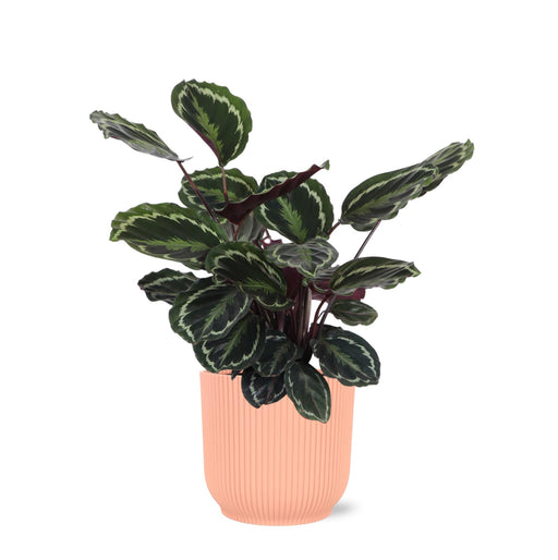 calathea-medaillon-o21cm-↕70cm-in-vibes-roze