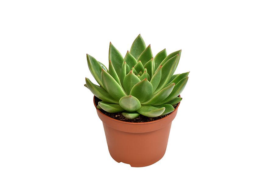 echeveria-miranda-o10-5cm-↕15cm