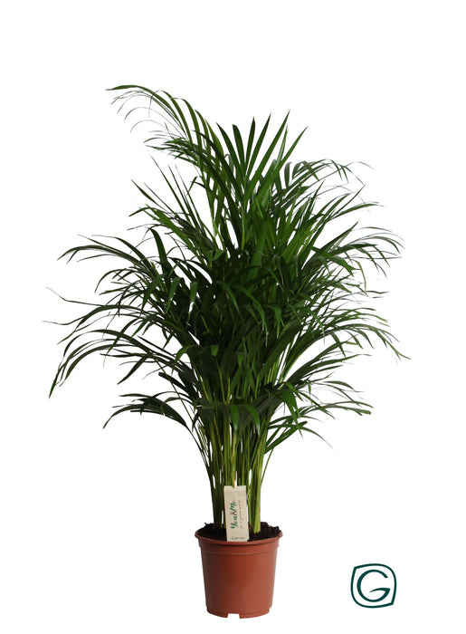 dypsis-lutescens-areca-o19cm-↕90cm