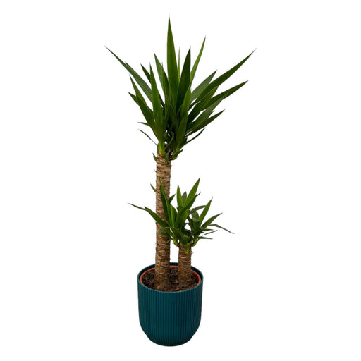 yucca-100cm-o21cm-inclusief-elho-vibes-fold-round-blauw-d22xh20