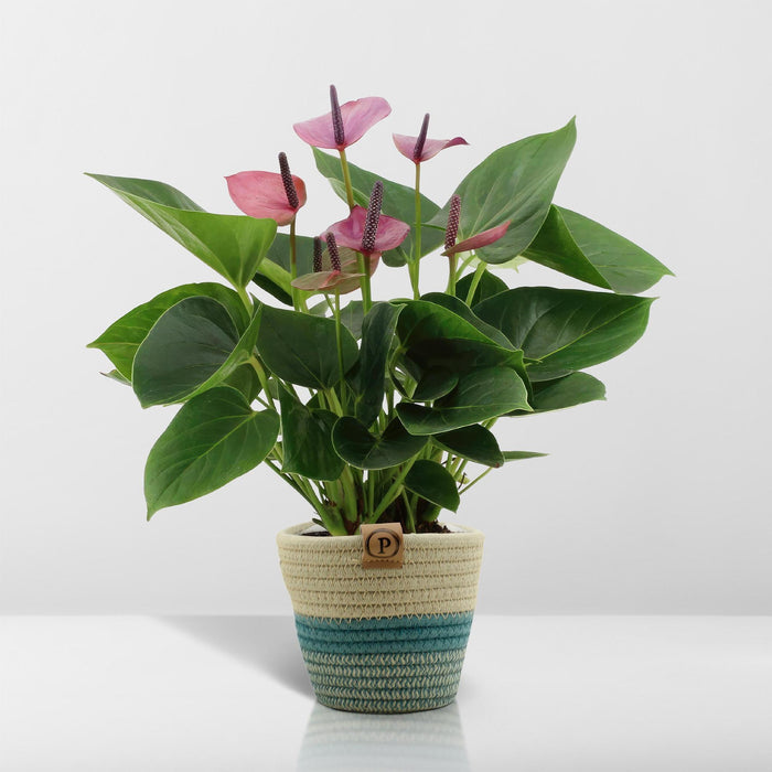 anthurium-andreanum-baby-purple-incl-pure-mand-45cm-o12