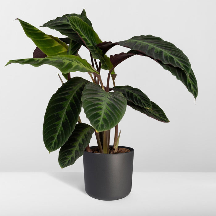 calathea-warscewiczii-pauwenplant-70cm-o19