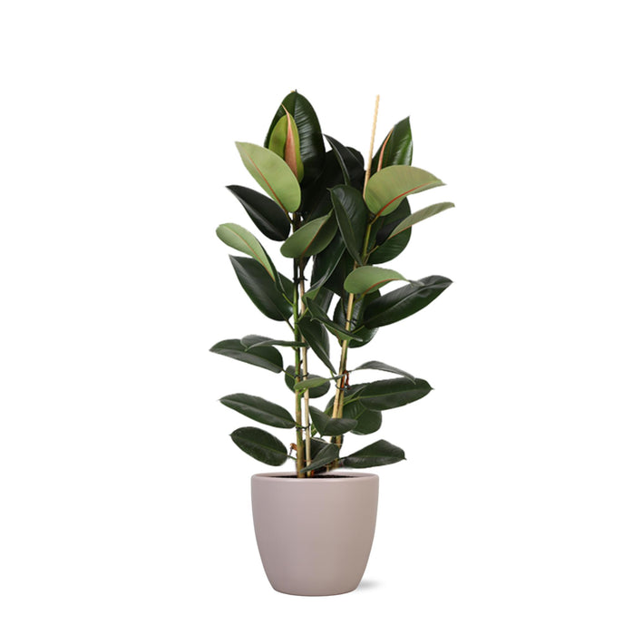 ficus-elastica-robusta-o24cm-↕110cm-in-boule-taupe-pot