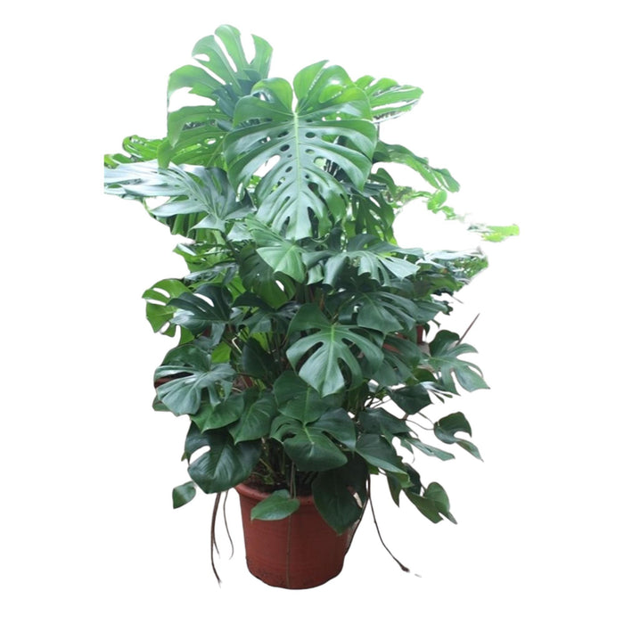 monstera-deliciosa-xxxl-200-cm-o50