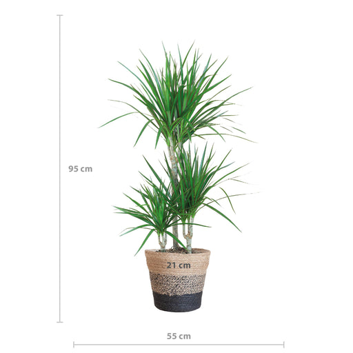 dracaena-marginata-met-lissabon-mand-zwart