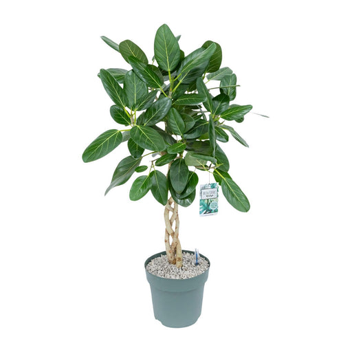 ficus-altissima-o27cm-↕110cm