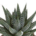 gasteria-haworthia-mix-8-5cm-3x-in-witte-pot