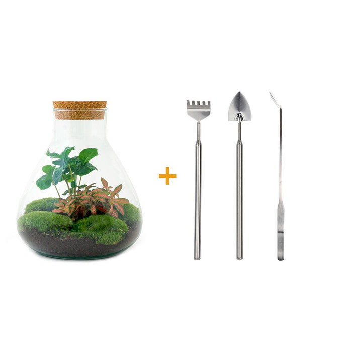 diy-terrarium-sammie-coffea-↕-27-cm-rake-shovel-tweezer