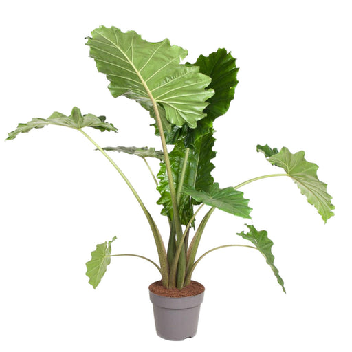 alocasia-portodora-150-cm-o32