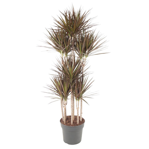 dracaena-magenta-carrousel-180-cm-o34