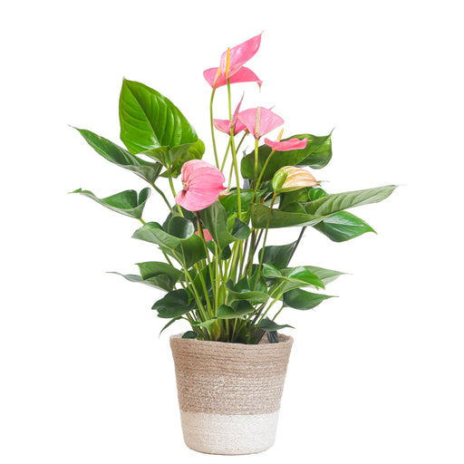 anthurium-pink-explosion-met-lissabon-mand-wit