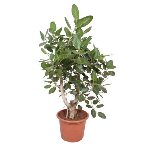 ficus-benghalensis-vertakt-170-cm-o50