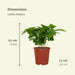 2x-coffea-arabica-koffieplant-25cm-o12