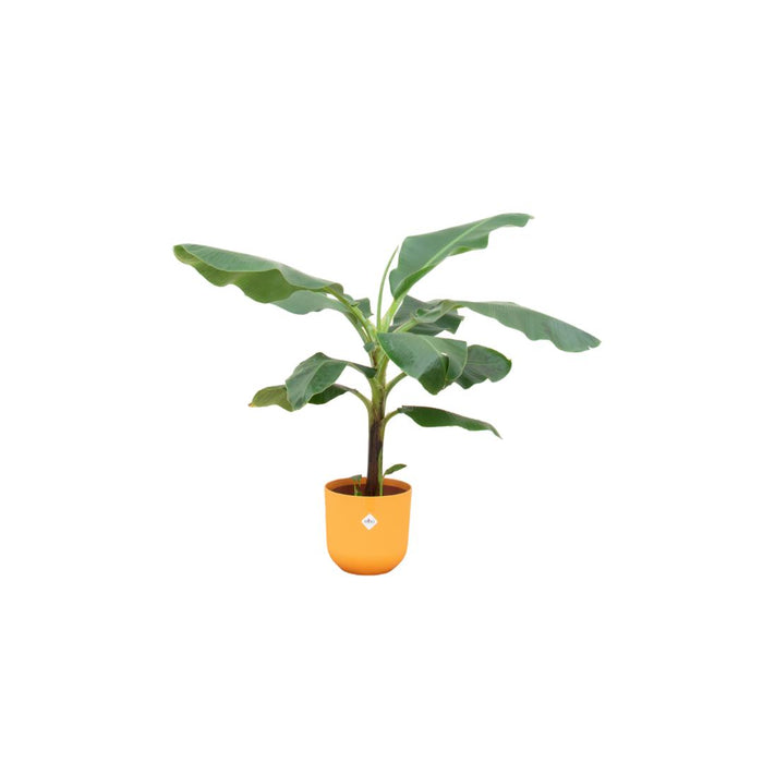 combi-deal-bananenplant-musa-inclusief-elho-jazz-round-geel-o23-100-cm