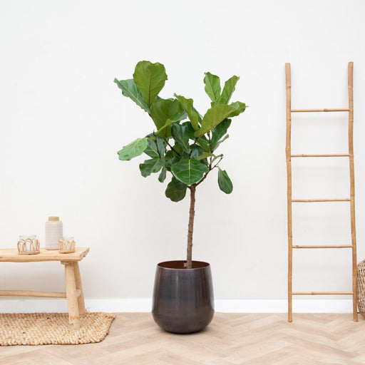 ficus-lyrata-stam-170cm-30