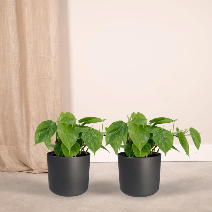 2x-philodendron-scandens-15cm-o12