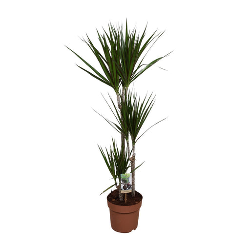 dracaena-marginata-o21-↕120