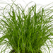 2x-cyperus-alternifolius-kattengras-20cm-o12