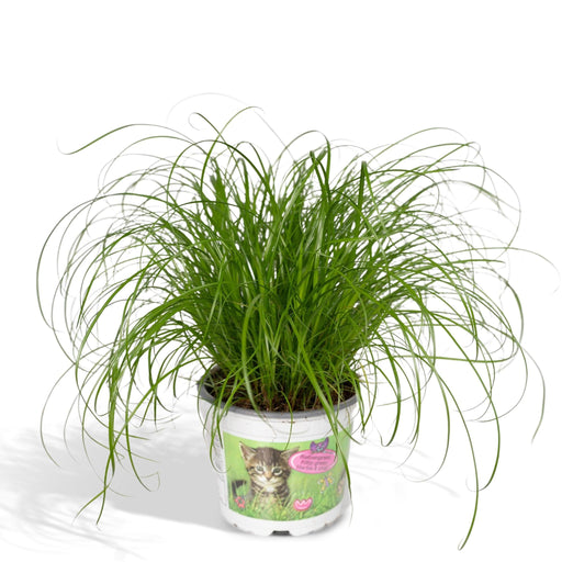 cyperus-alternifolius-kattengras-20cm-o12