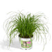 cyperus-alternifolius-kattengras-20cm-o12