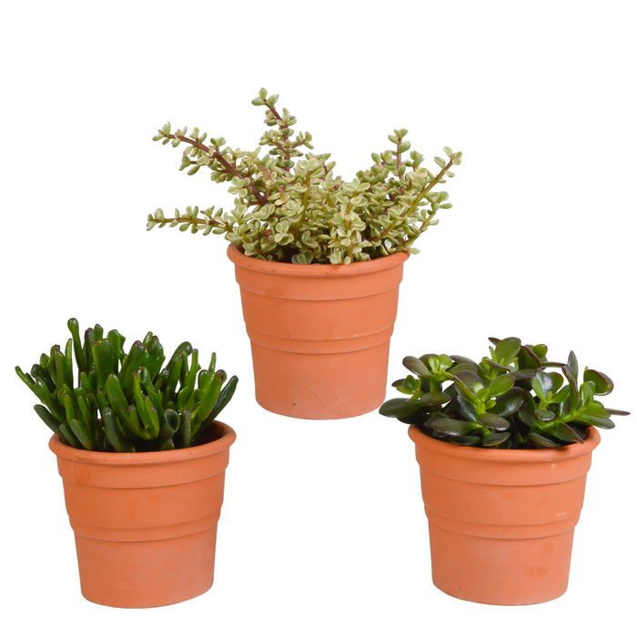 crassula-mix-10-5-cm-3x-in-terracotta-pot