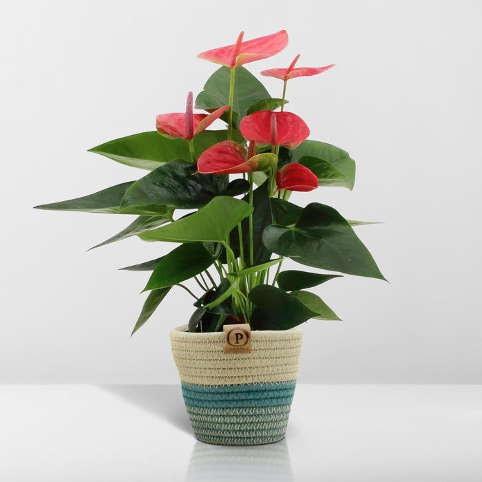 anthurium-andreanum-sweet-dream-incl-pure-mand-45cm-o12